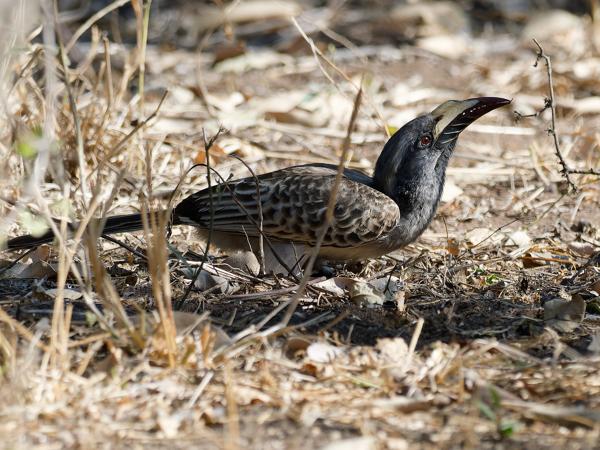 <h3><a href="/trips/safari/biota/animalia/chordata/aves/038 bucerotiformes/003 bucerotidae/tockus nasutus/tockus nasutus-nl.html">Tockus&nbsp;nasutus</a> / African&nbsp;grey&nbsp;hornbill / Grijze&nbsp;tok</h3>OM-1 Mark II met OLYMPUS M.300mm F4.0, 1/2000 sec  bij F4.0, ISO 1000, afstand 13.7&nbsp;m